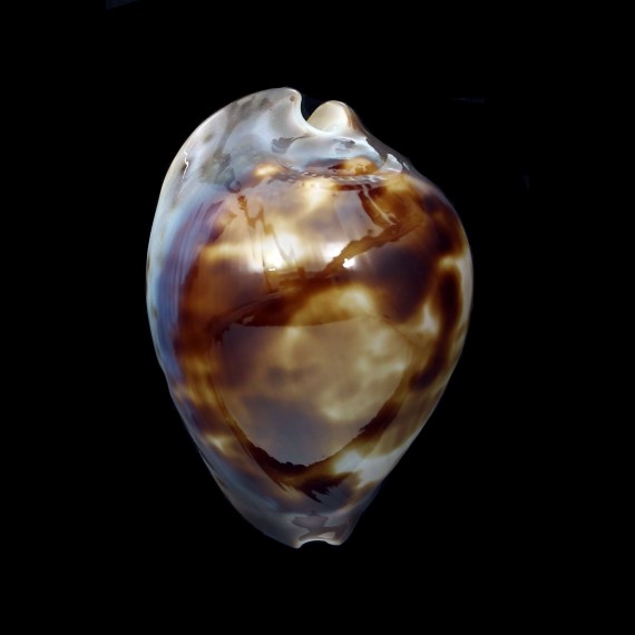 venusta episema 68,8mm