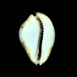venusta episema 68,8mm