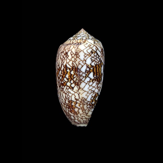textile SP 66,2mm UNCOMMON