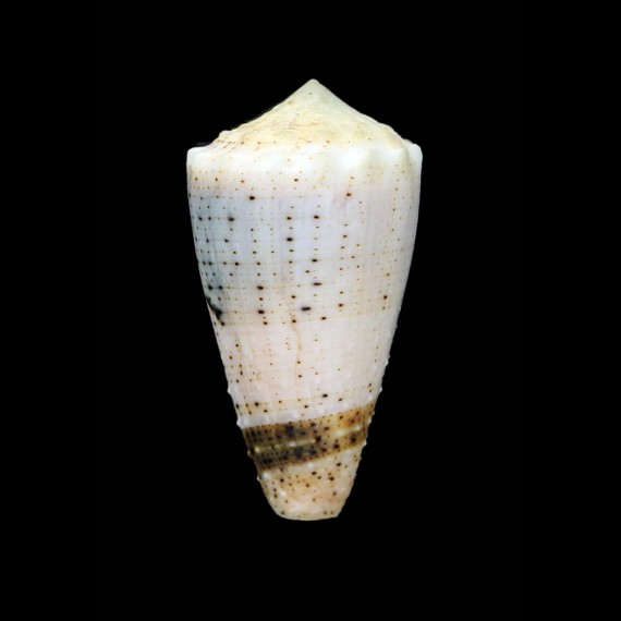 varius 45,1mm