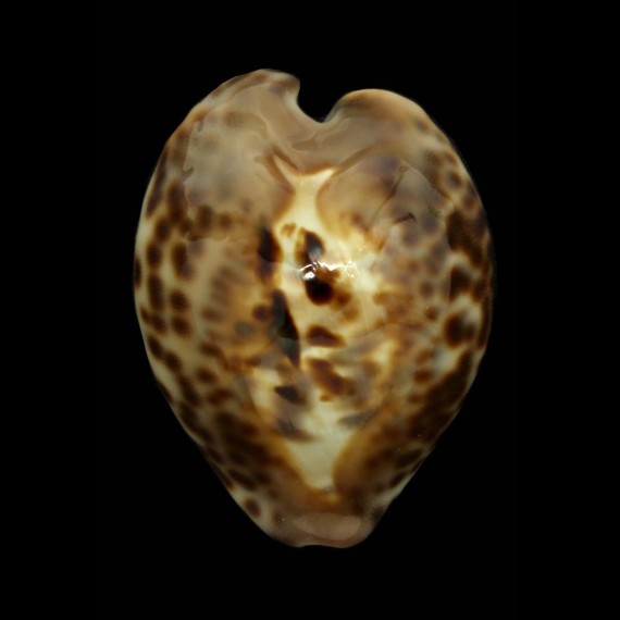 teulerei