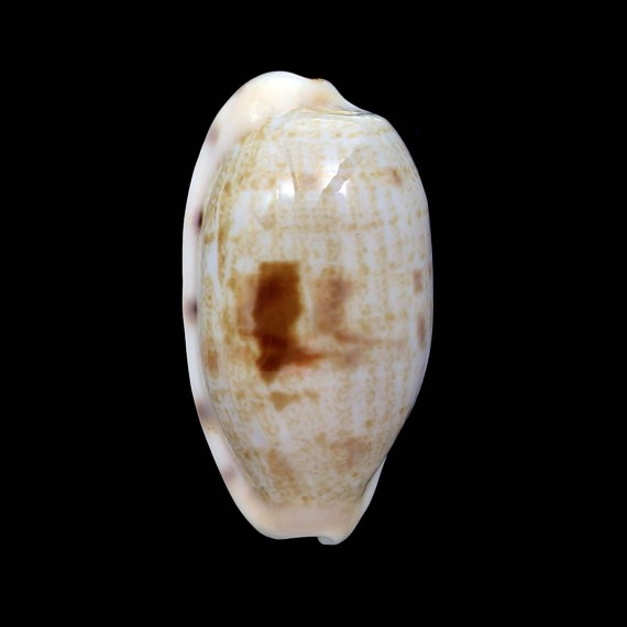 pellucens alisonae 31,5mm