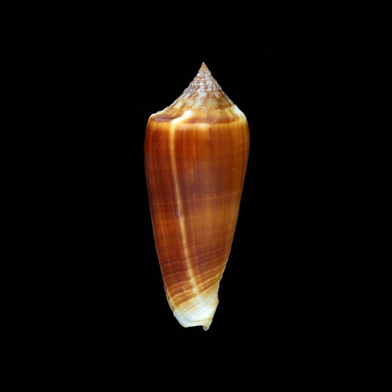 ochroleucus tmetus 66,6mm