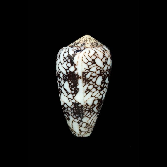 pennaceus marmoricolor 48,1mm