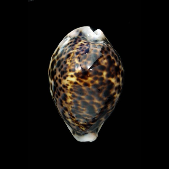 pantherina catulus 72,7mm