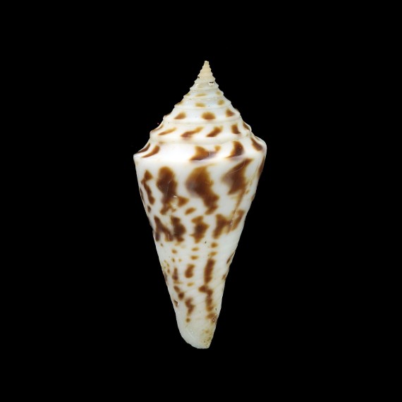 arcuatus 44,0mm