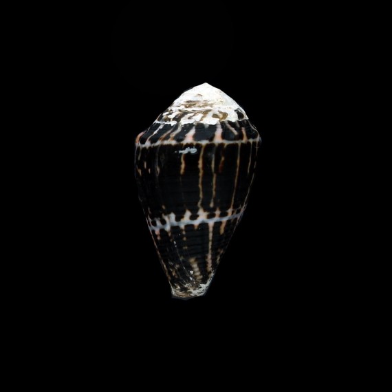 chaldaeus 33,1mm