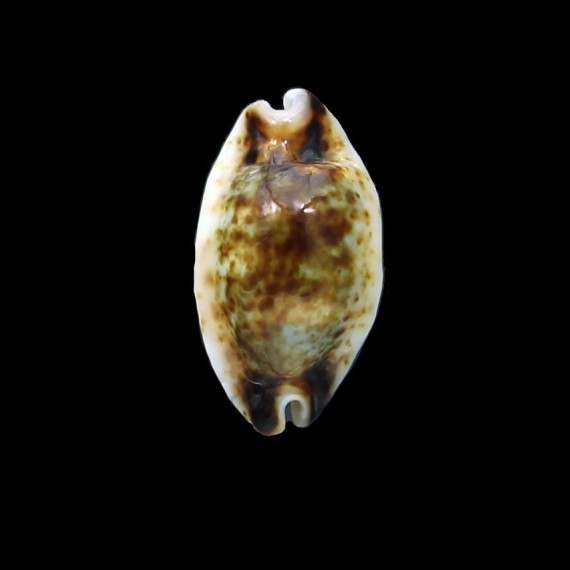 hirundo rouxii 18,4mm ROSTRATE