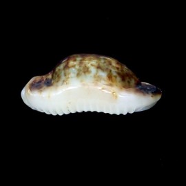 hirundo rouxii 18,4mm ROSTRATE