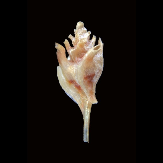 longicornis 7,0mm RARE