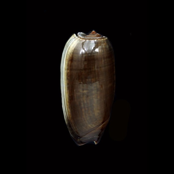 vidua 64,5mm BIG