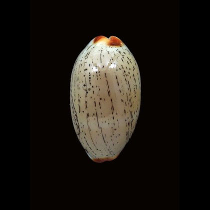 controversa atriceps 31,0mm