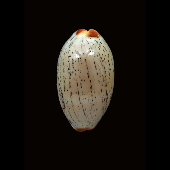 controversa atriceps 31,0mm