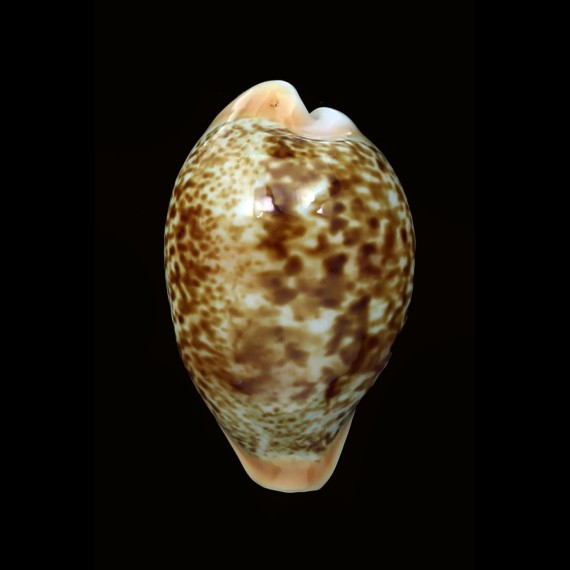 achatidea inopinata 44,3mm