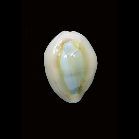 obvelata 24,0mm