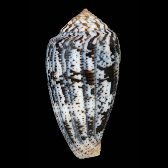 Pionoconus achatinus