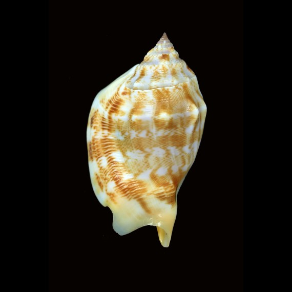 kleckhamae boholensis 56,5mm