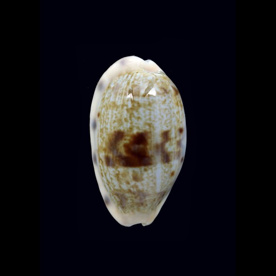 teres alisonae 28,2mm