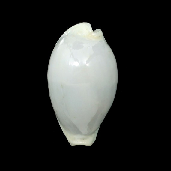 eburnea 48,4mm BIG