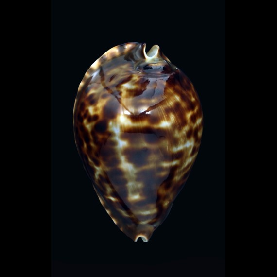 friendii vercoi 89,0mm BIG