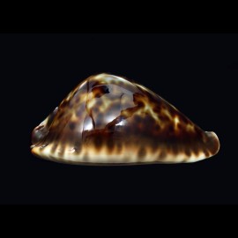 friendii vercoi 89,0mm BIG