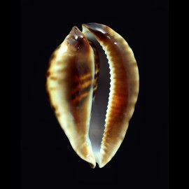 friendii vercoi 89,0mm BIG
