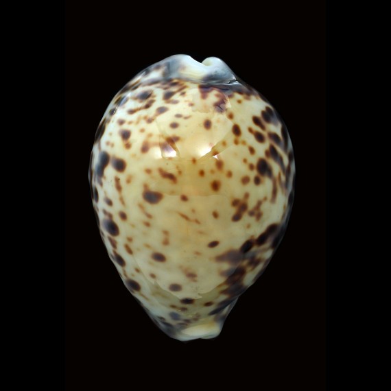 tigris pardalis 82,5mm