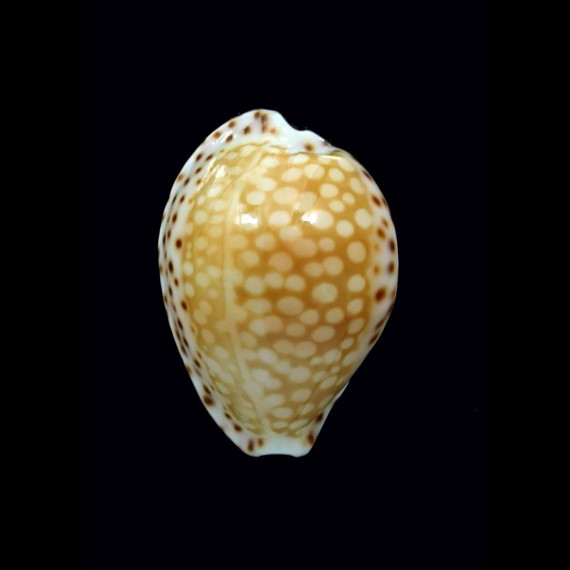 gaskoinii 21,5mm