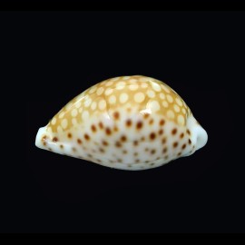 gaskoinii 21,5mm