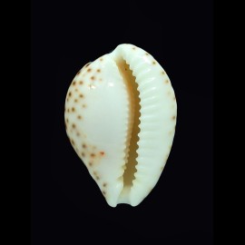 gaskoinii 21,5mm