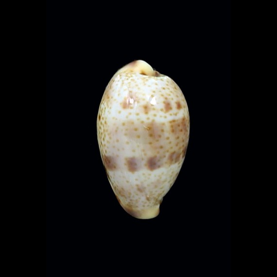 walkeri continens  20,6mm