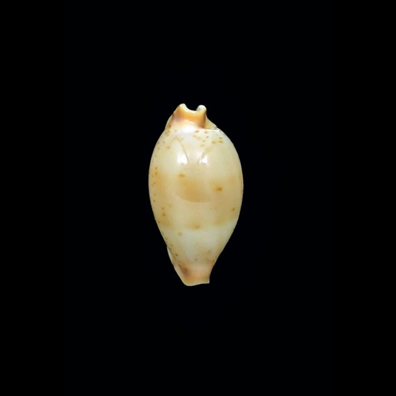martini superstes 17,8mm