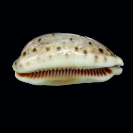 lynx rostrate 61,5mm
