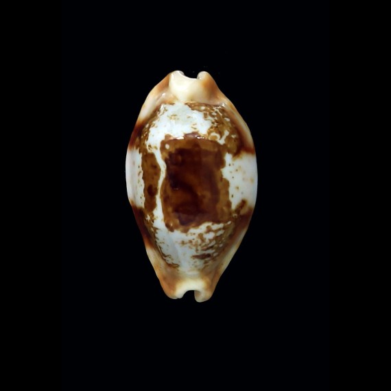 stolida crossei 32,9mm ROSTRATE