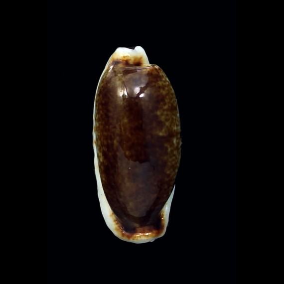cylindrica 34,7mm