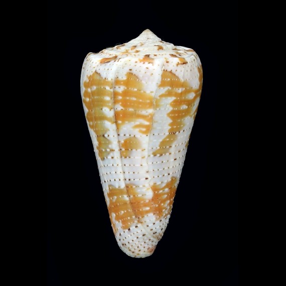cedonulli dominicanus 51,7mm BIG