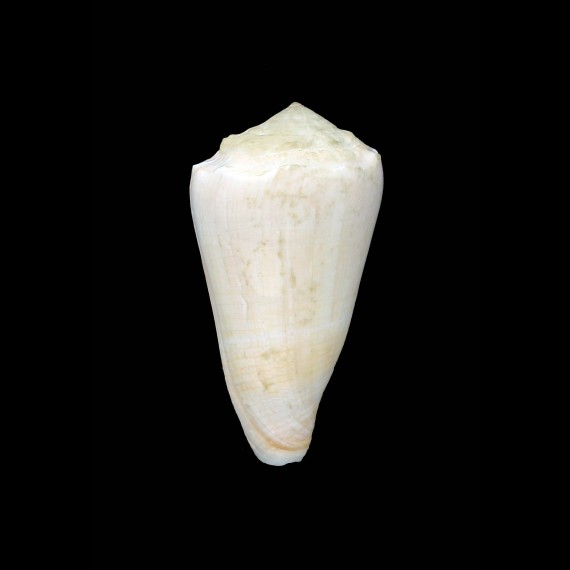 marmoreus suffusus 59,4mm BIG