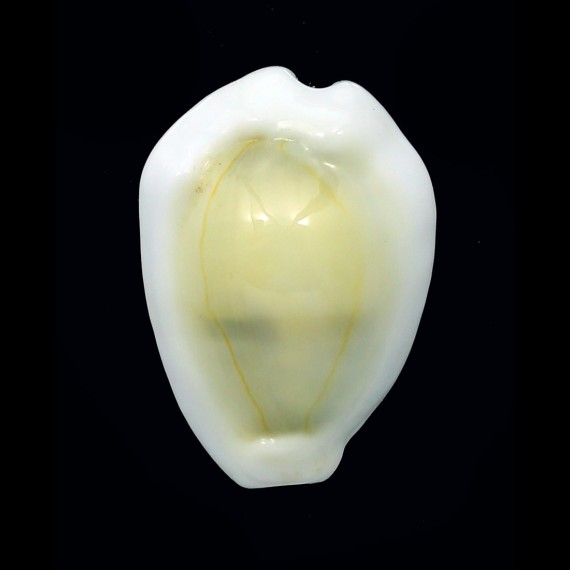moneta 33,0mm