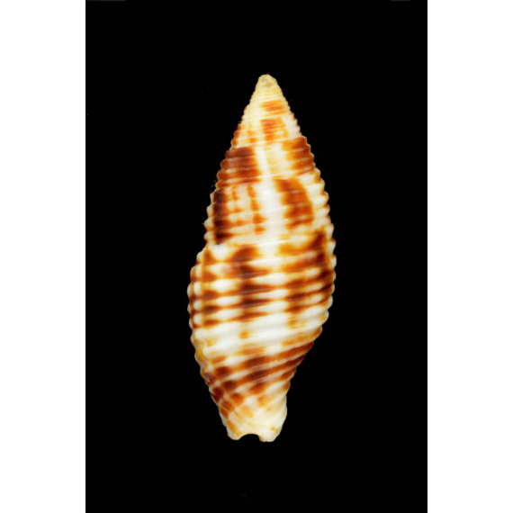ferruginea