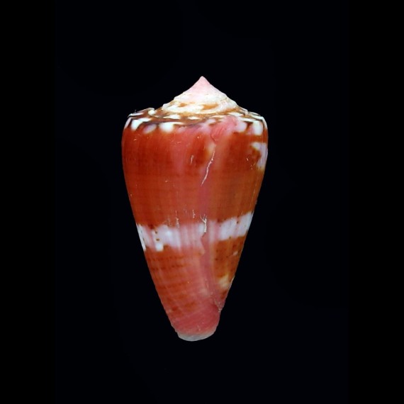 baiano 27,2mm