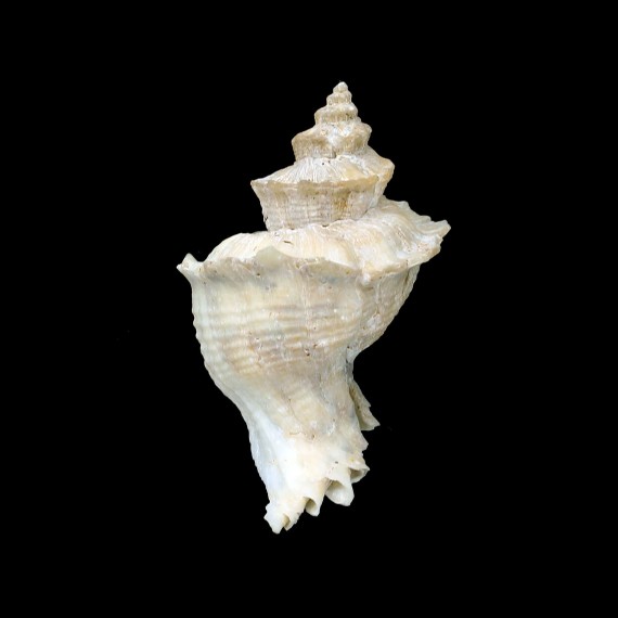 helenae 62,2mm BIG