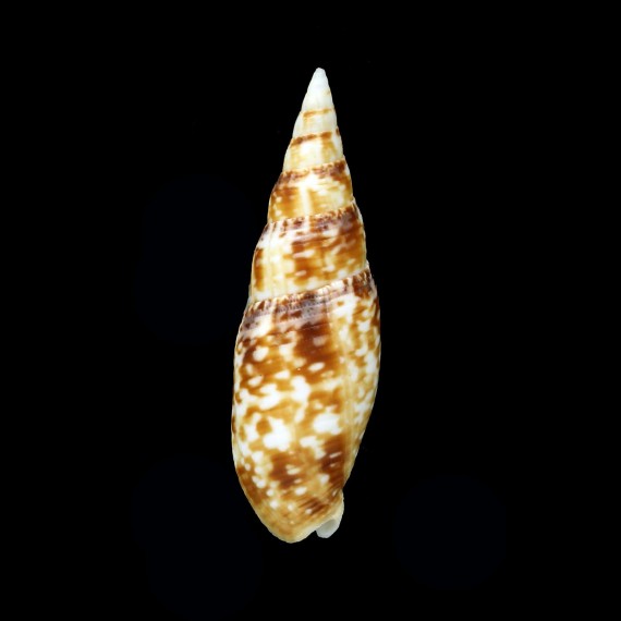 nubila 62,5mm SUPERB