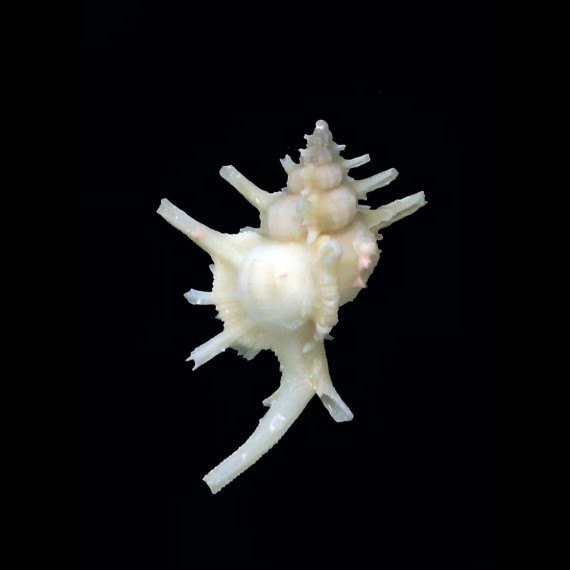 boucheti 34,4mm RARE