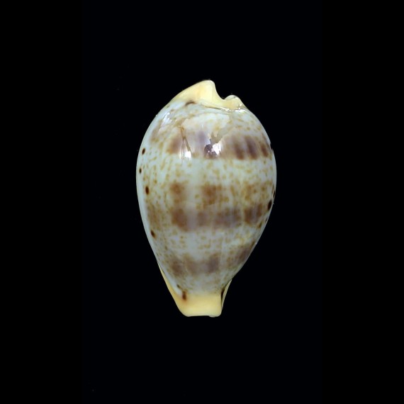 hungerfordi coucomi 30,7mm