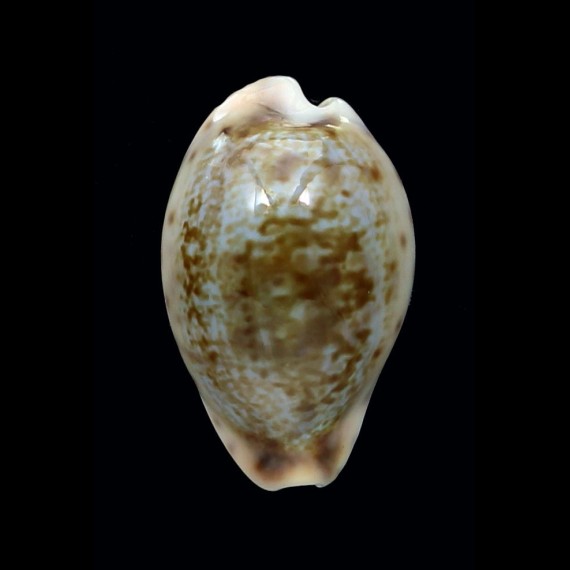 zonaria gambiensis 27,6mm