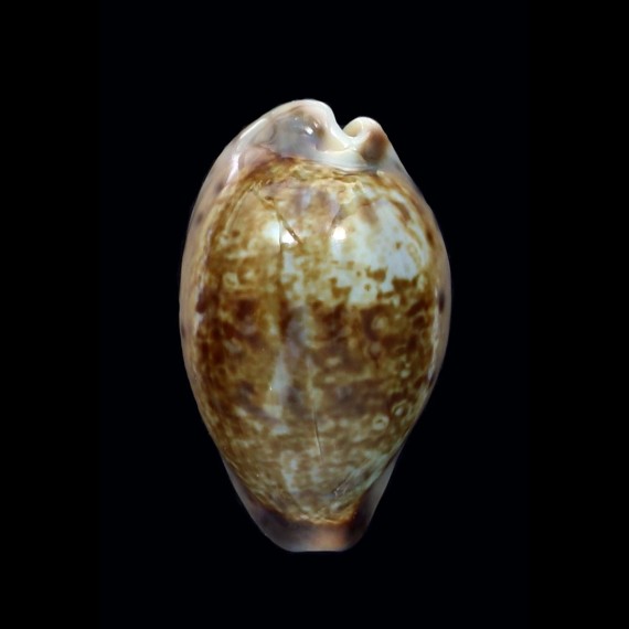 zonaria 33,0mm