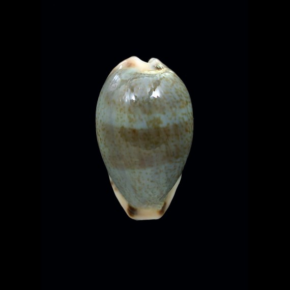 xanthodon 31,3mm