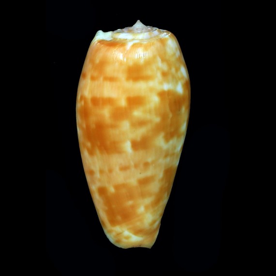bullatus pongo 61,0mm RARE LOCALITY