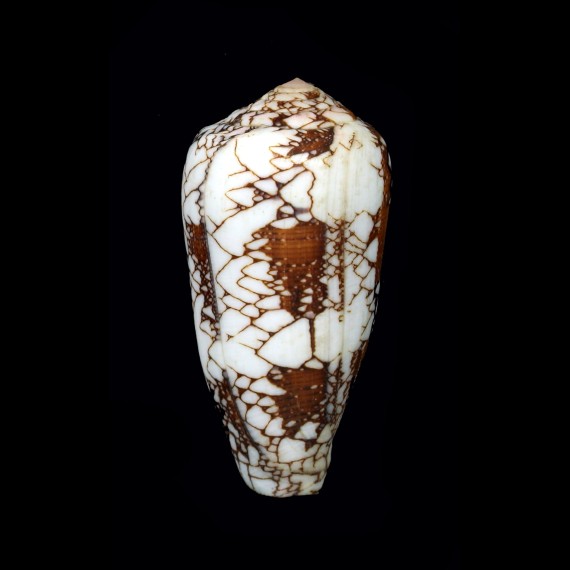 pennaceus 65,1mm BIG