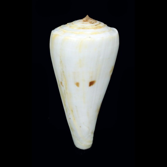 lenavati 79,8mm BIG